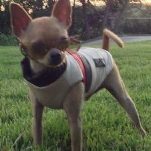 Meet your Posher, Everett